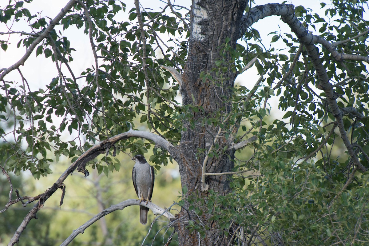jestřáb nearktický - ML48114391
