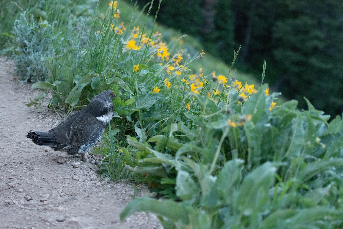 tetřívek douglaskový - ML48114501