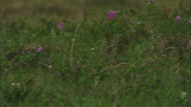 Smith's Longspur - ML481146