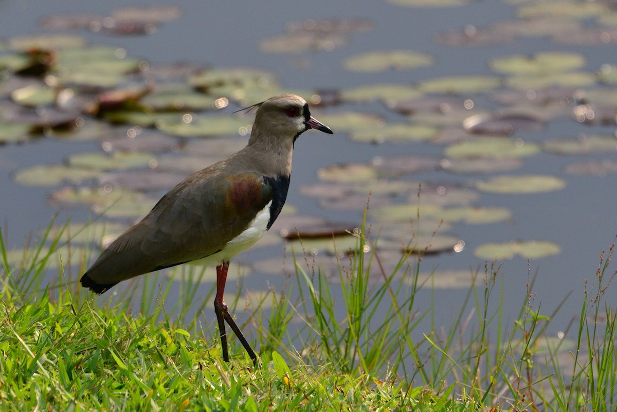 Southern Lapwing - Odd Helge Gilja