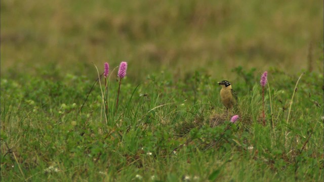 Smith's Longspur - ML481148