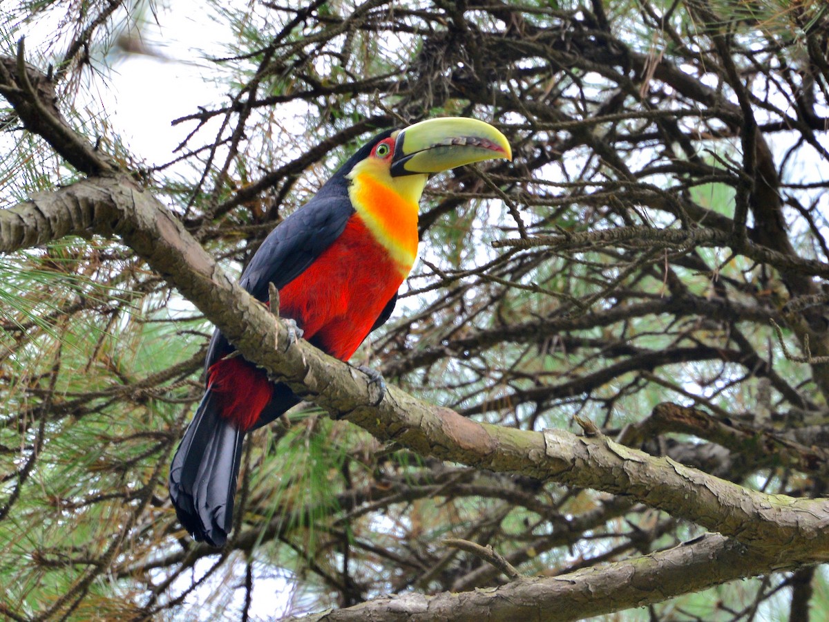 Bunttukan - ML481148001