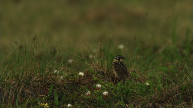 Smith's Longspur - ML481149