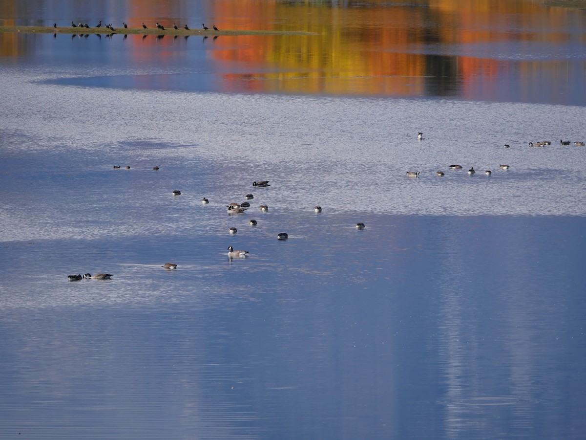 kormorán ušatý - ML48114901