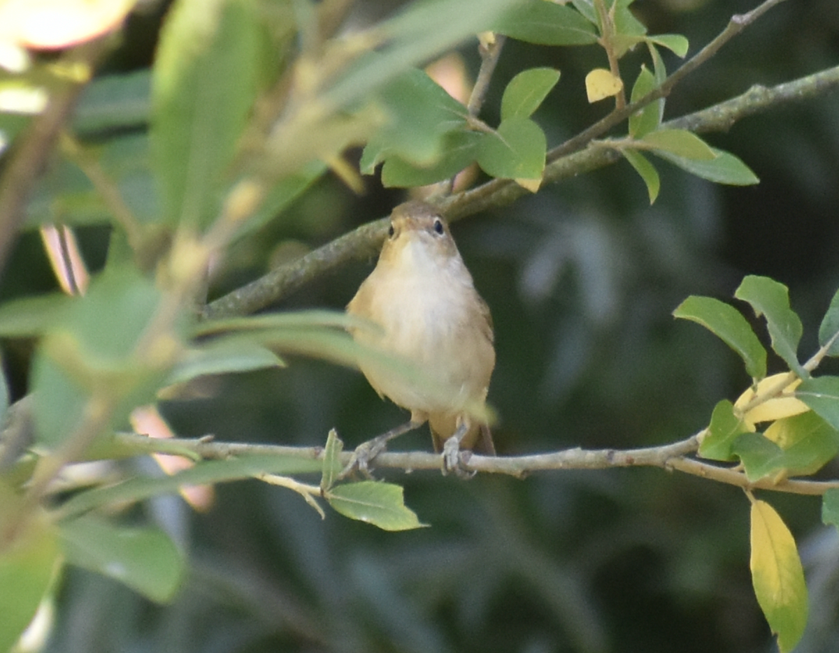 Common Reed Warbler - Andy McGeoch 🦆