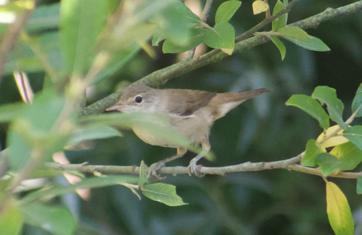 Common Reed Warbler - Andy McGeoch 🦆