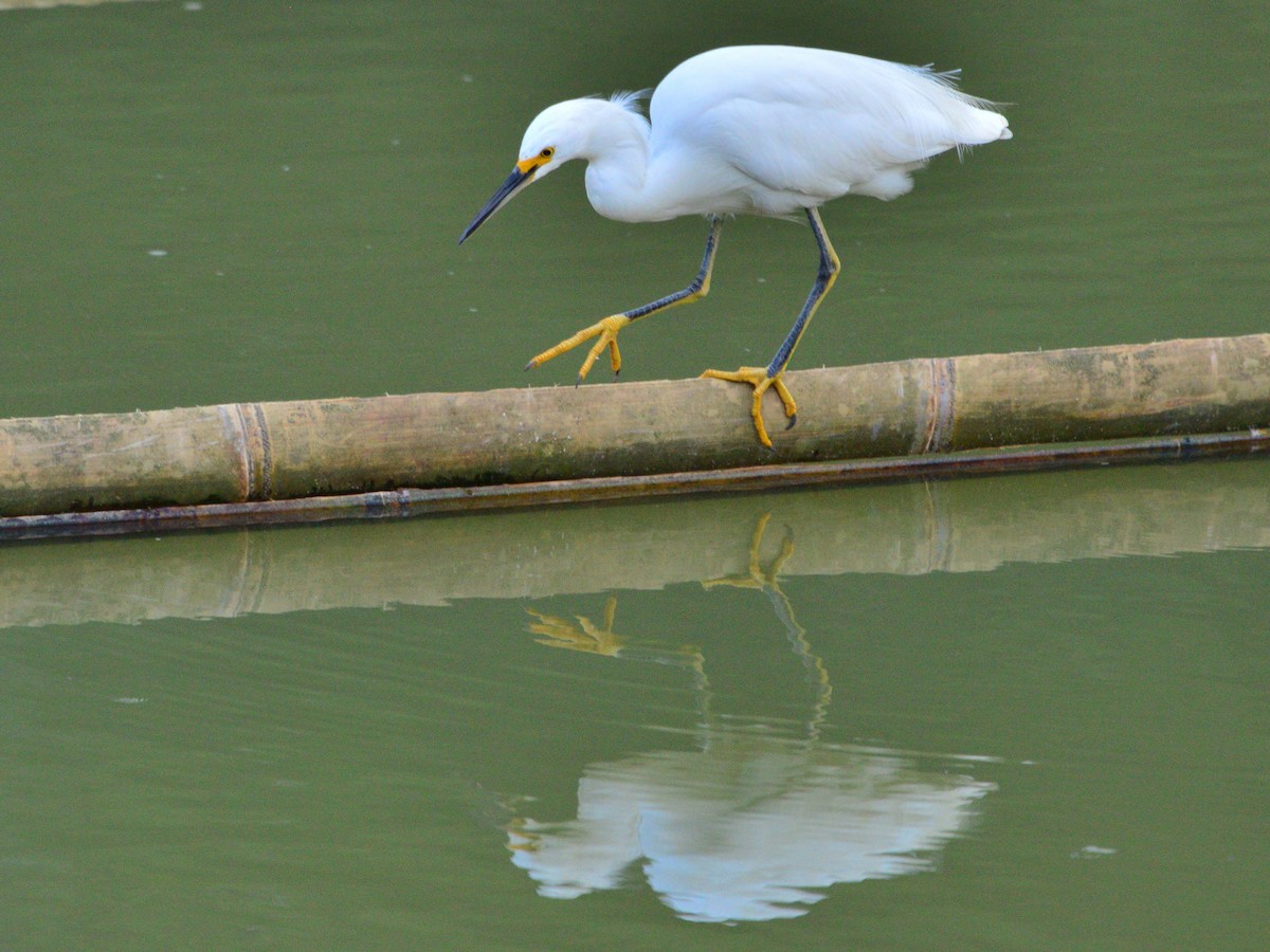 Snowy Egret - ML481149391