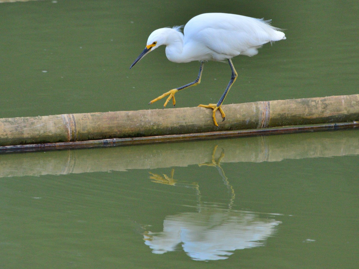 Schmuckreiher - ML481149391