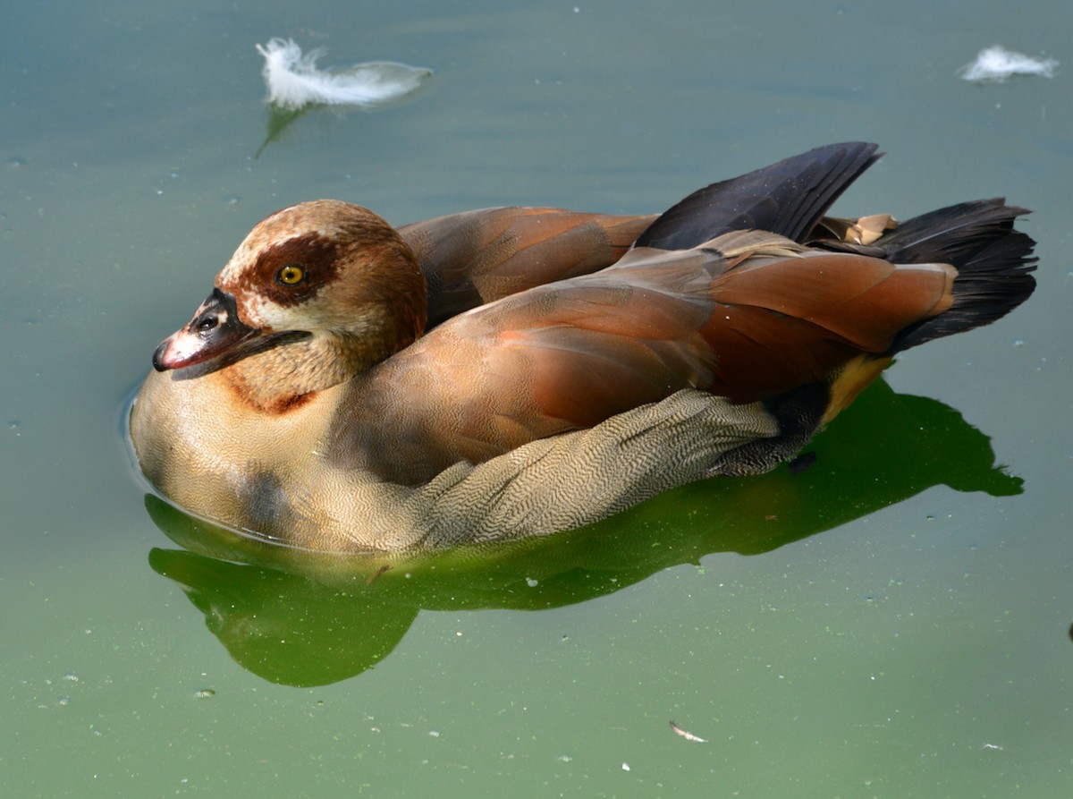 Egyptian Goose - Odd Helge Gilja