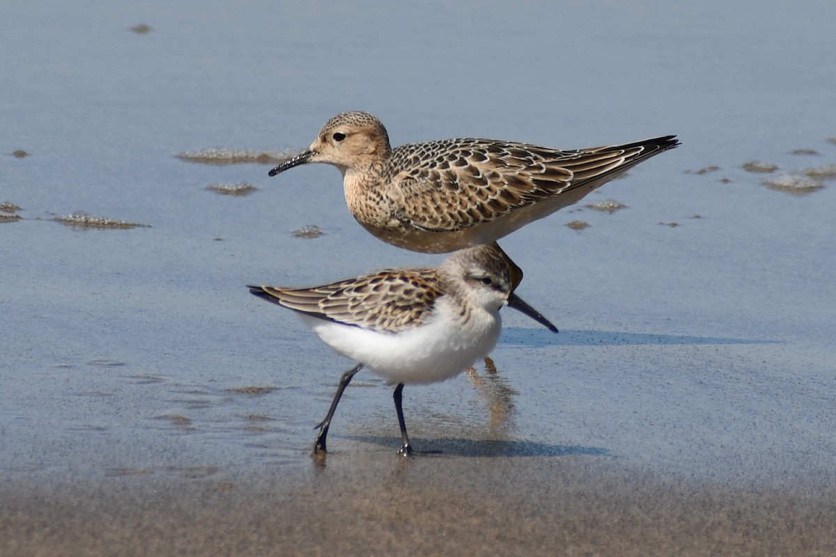 Buff-breasted Sandpiper - ML481150301