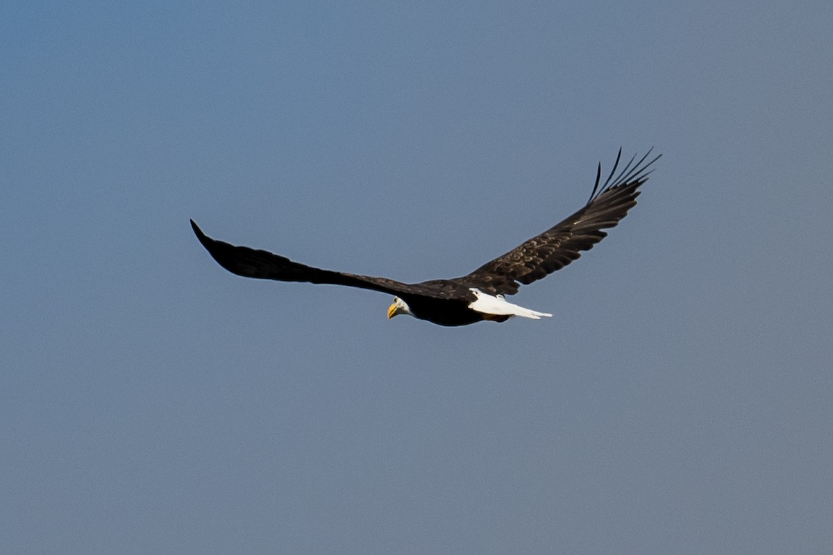 Bald Eagle - ML481150961