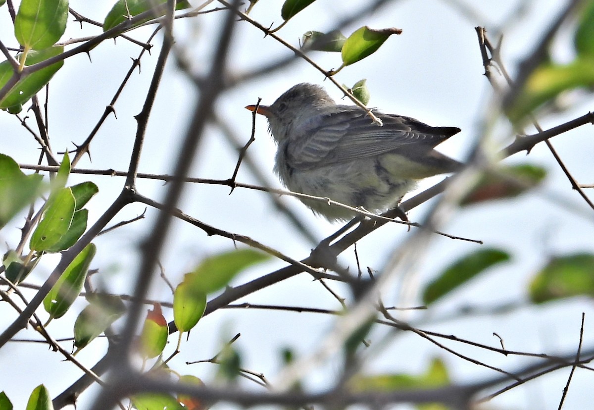 Olive-tree Warbler - ML481151911