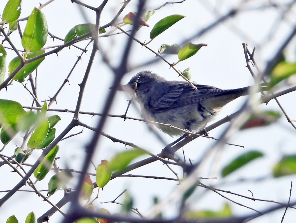 Olive-tree Warbler - silverwing 123