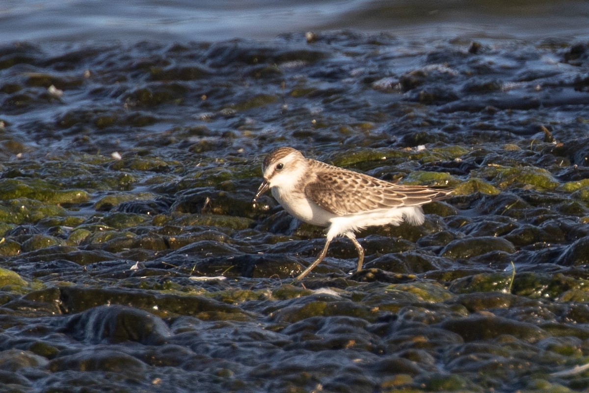 Semipalmated Sandpiper - Aaron Gomperts
