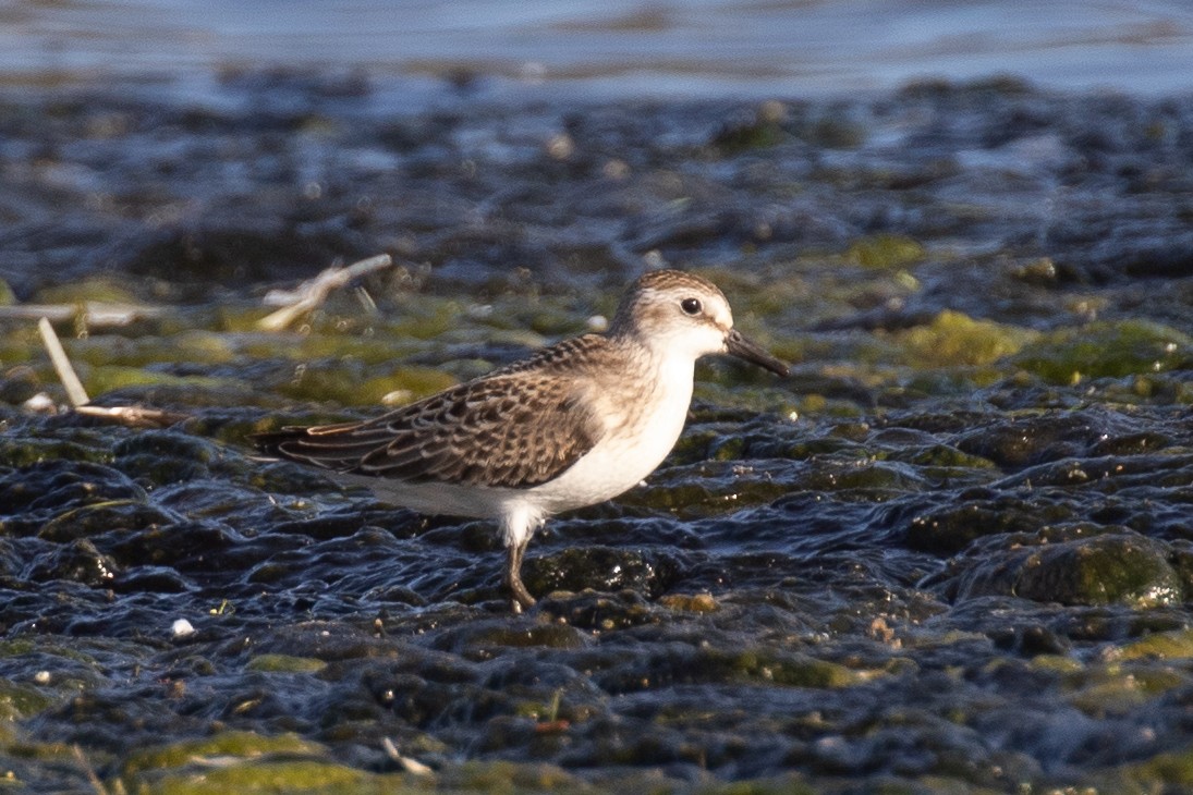 Semipalmated Sandpiper - ML481153181