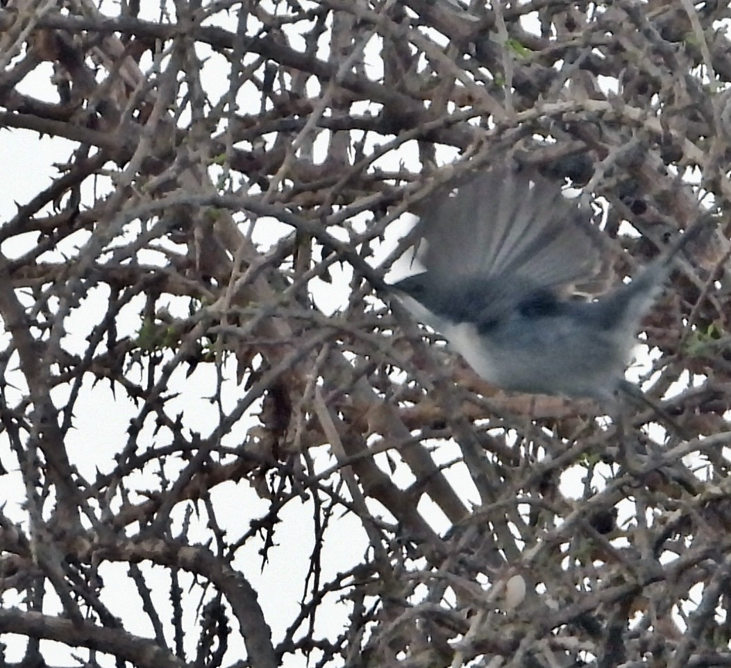Rüppell's Warbler - silverwing 123