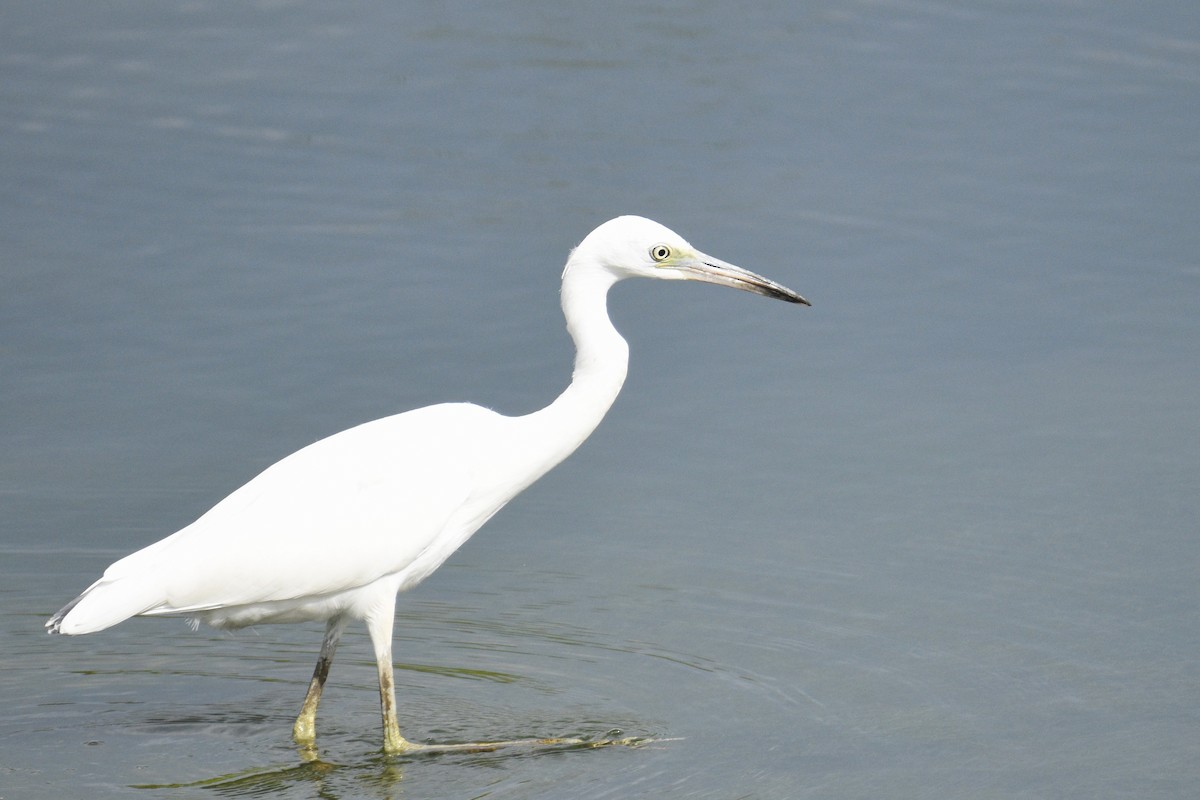 Little Blue Heron - ML481155811