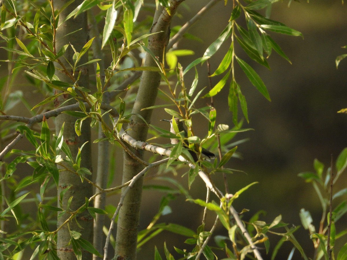 Ruby-throated Hummingbird - ML481156721