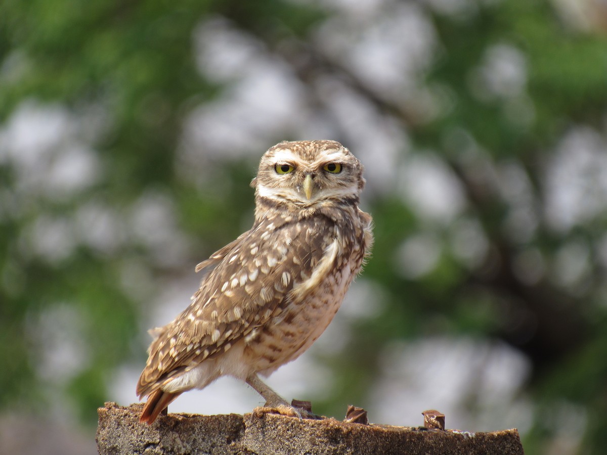 Burrowing Owl - ML481156831