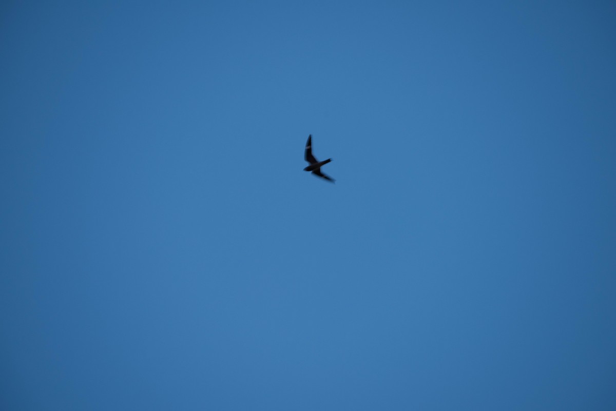 lelek sokolí - ML48115711