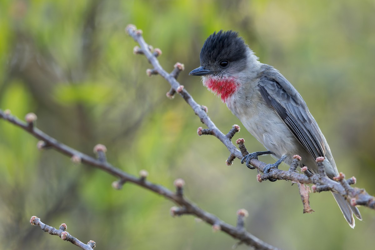 Rose-throated Becard - Dubi Shapiro