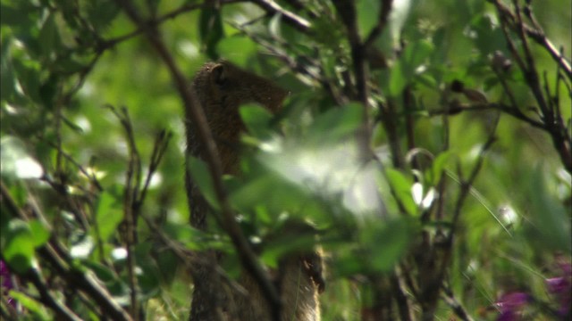 Arctic ground squirrel - ML481158