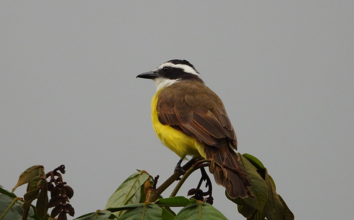 Great Kiskadee - ML481158361