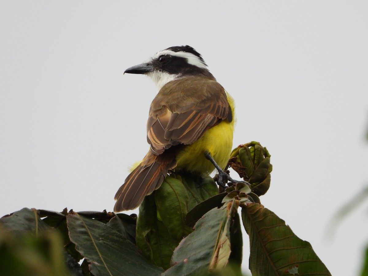 Great Kiskadee - grete pasch