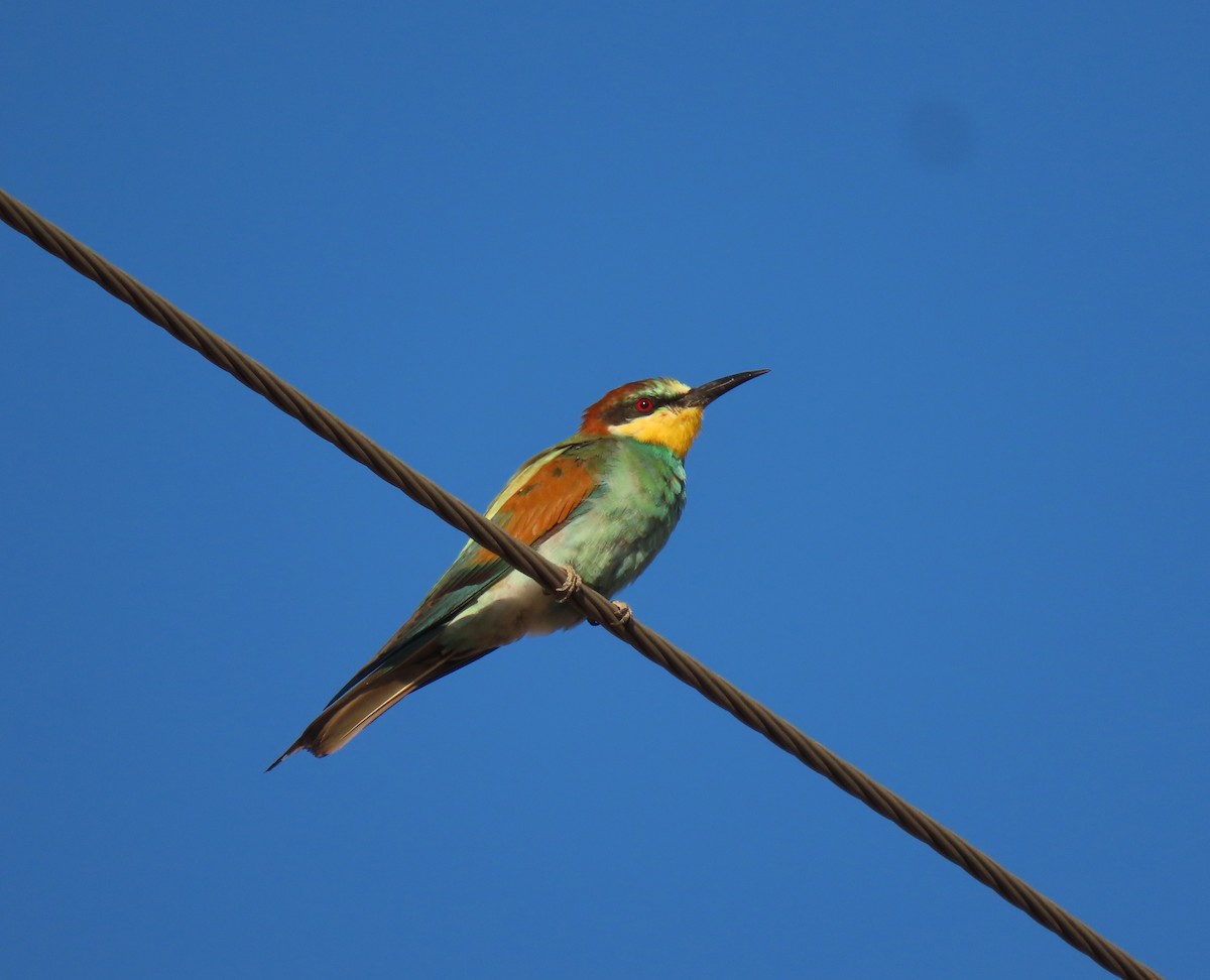 European Bee-eater - Andrés Balfagón Sarrión