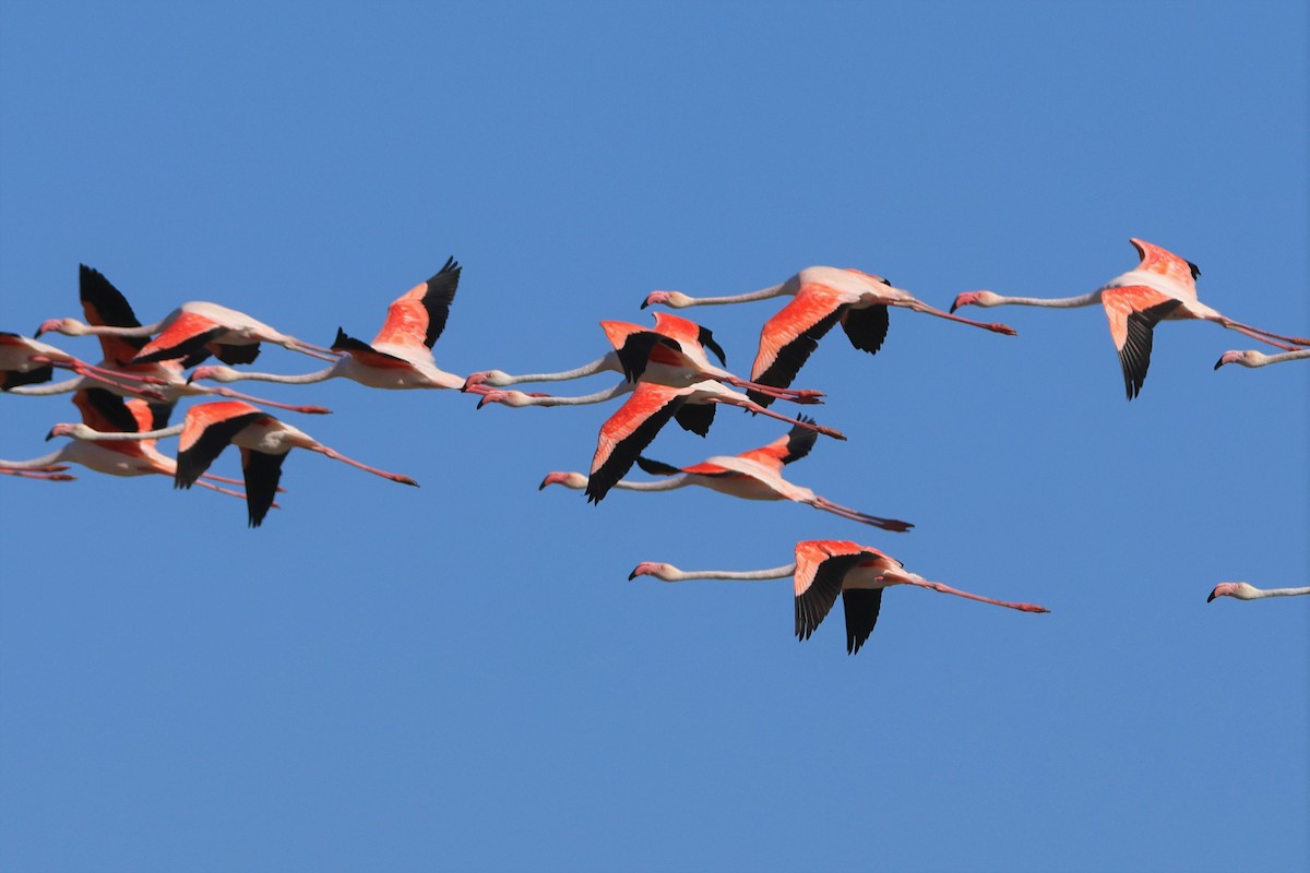 Greater Flamingo - ML481161261