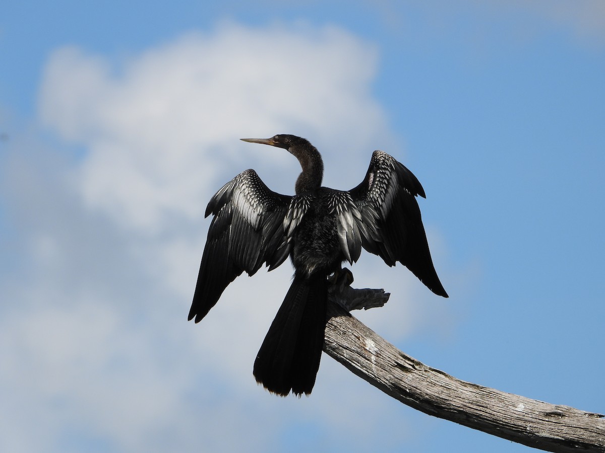 Anhinga - Mark Penkower