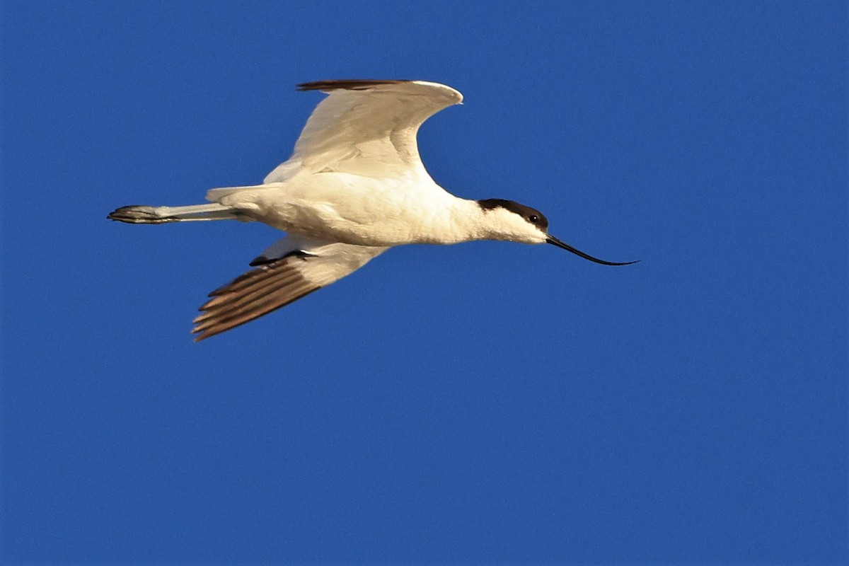 Pied Avocet - David Bryant