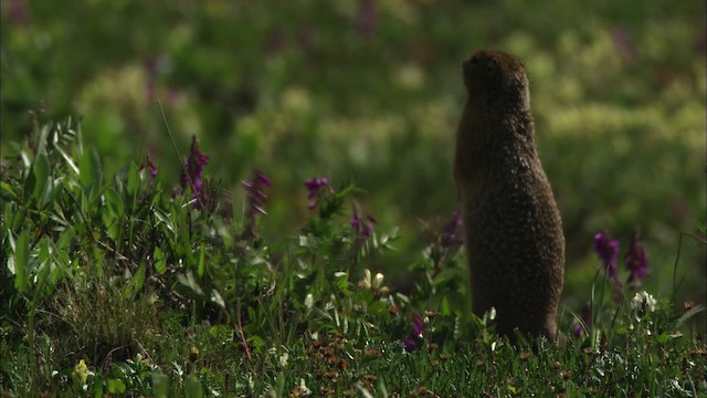 Arctic ground squirrel - ML481164