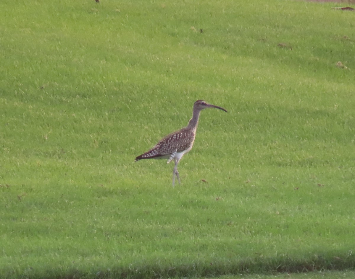 Whimbrel - Ute Langner