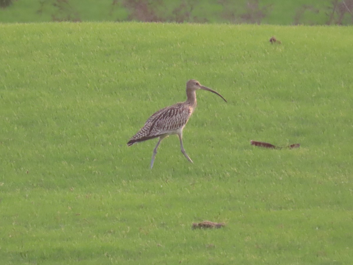 Eurasian Curlew - ML481164571