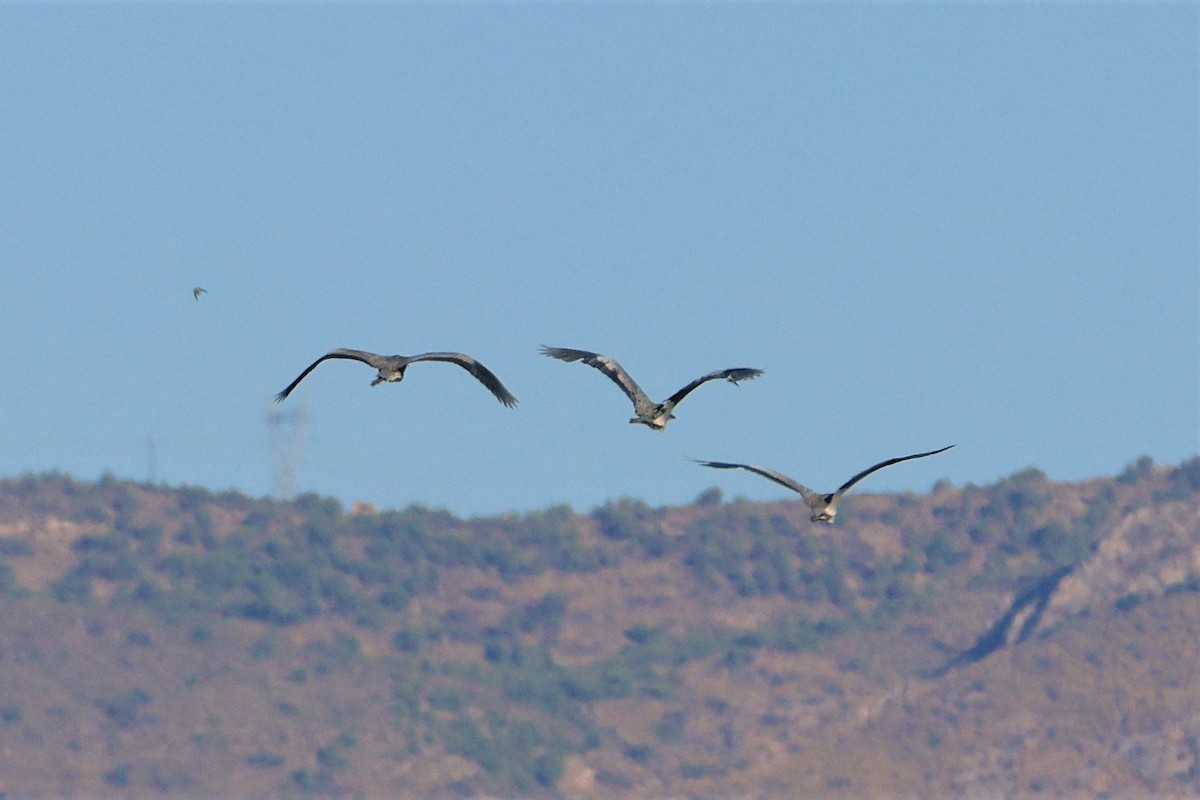 Gray Heron - David Bryant