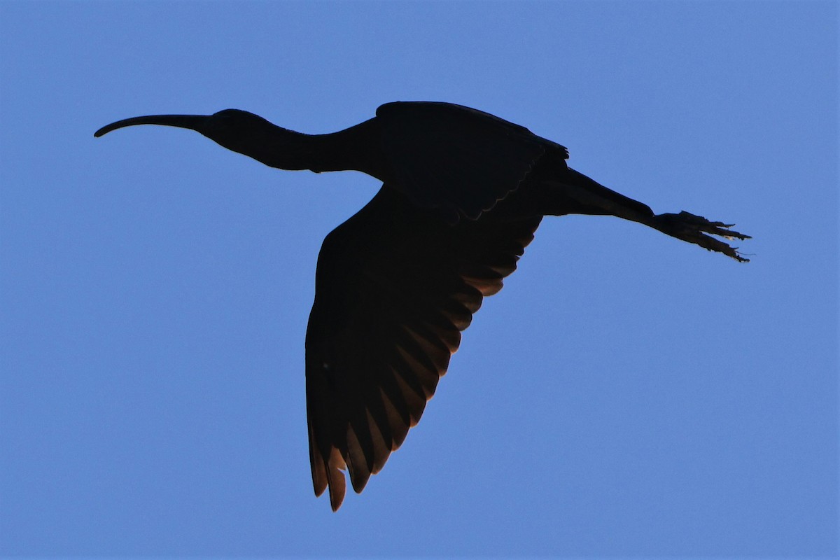 Glossy Ibis - ML481165331