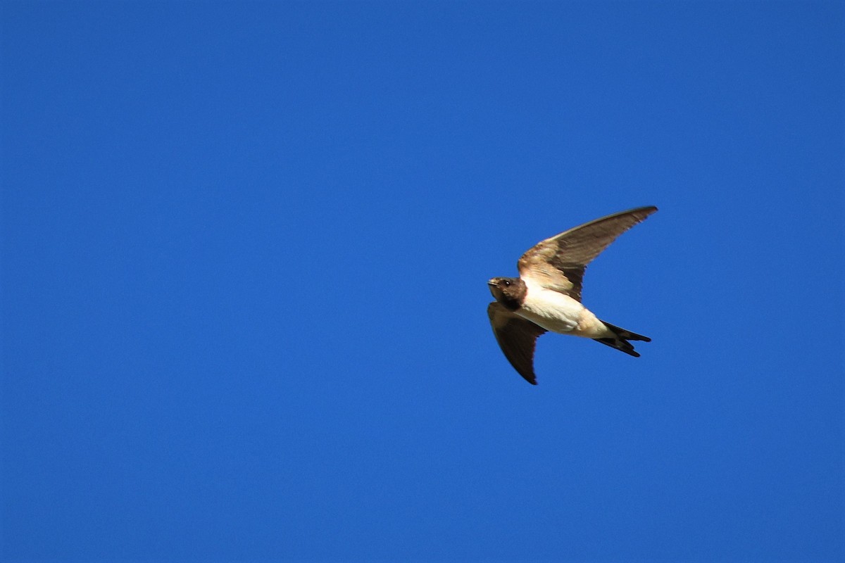 Barn Swallow - ML481166381