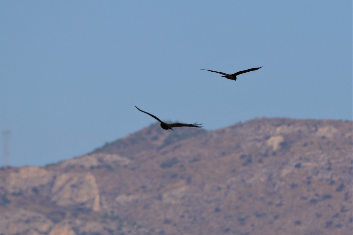 Western Marsh Harrier - ML481166861