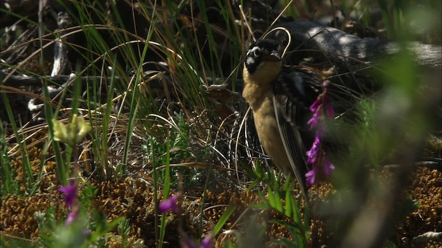 Smith's Longspur - ML481167