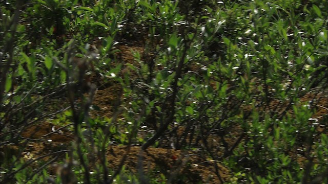 Smith's Longspur - ML481168