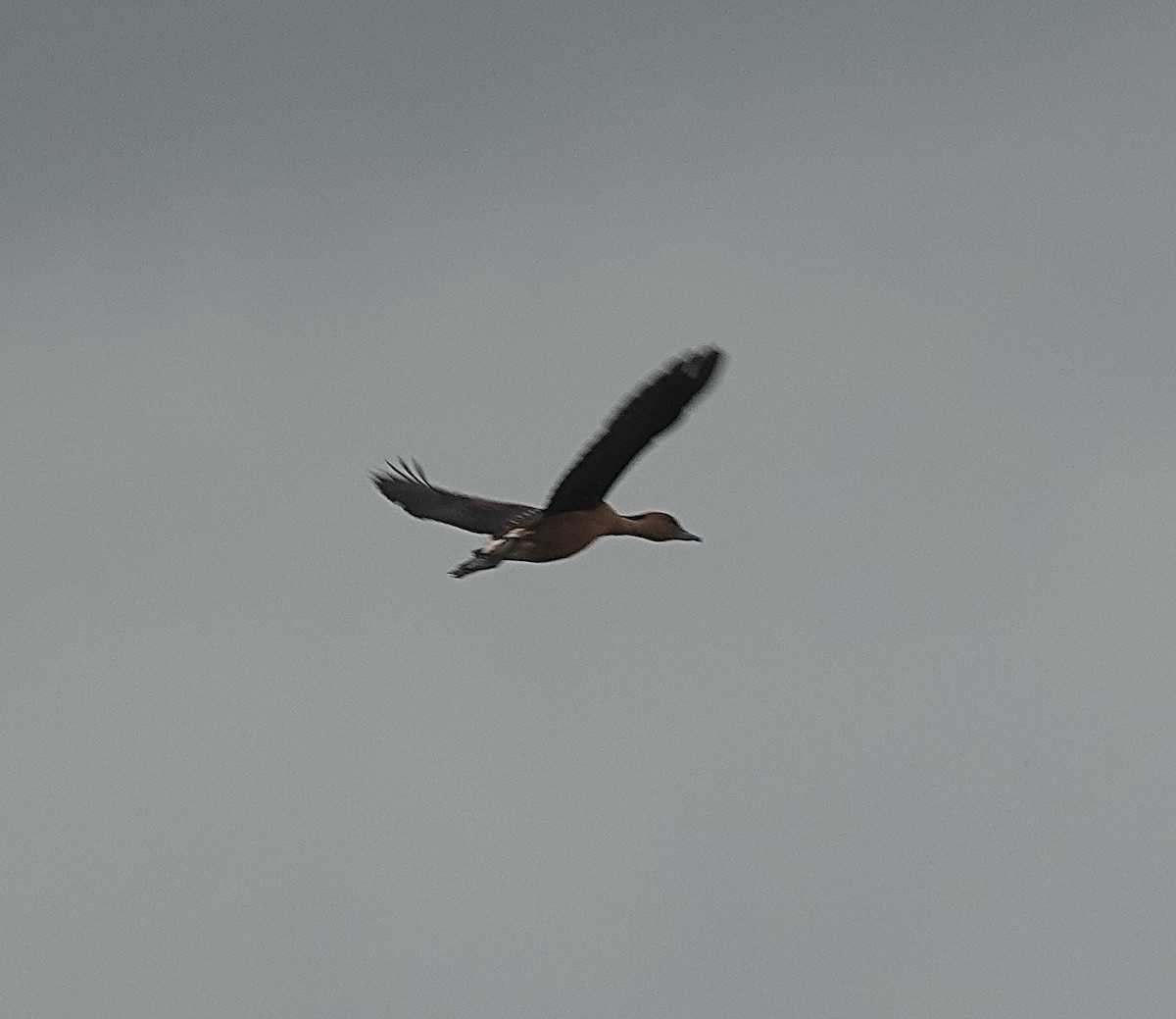 Fulvous Whistling-Duck - ML481168021