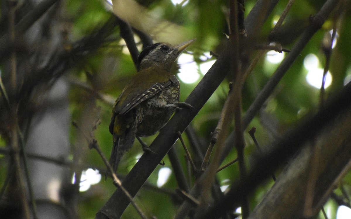 Streak-throated Woodpecker - ML481168491