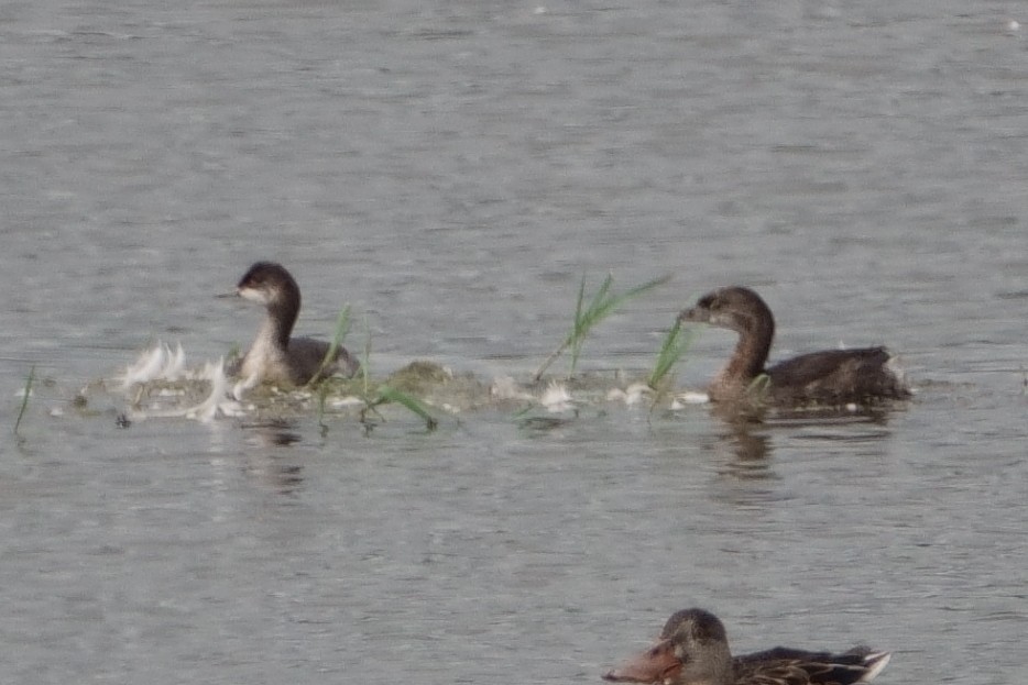 Eared Grebe - ML481168961