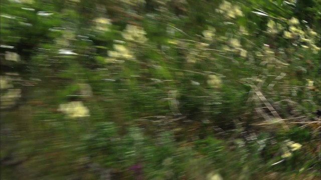 Smith's Longspur - ML481169