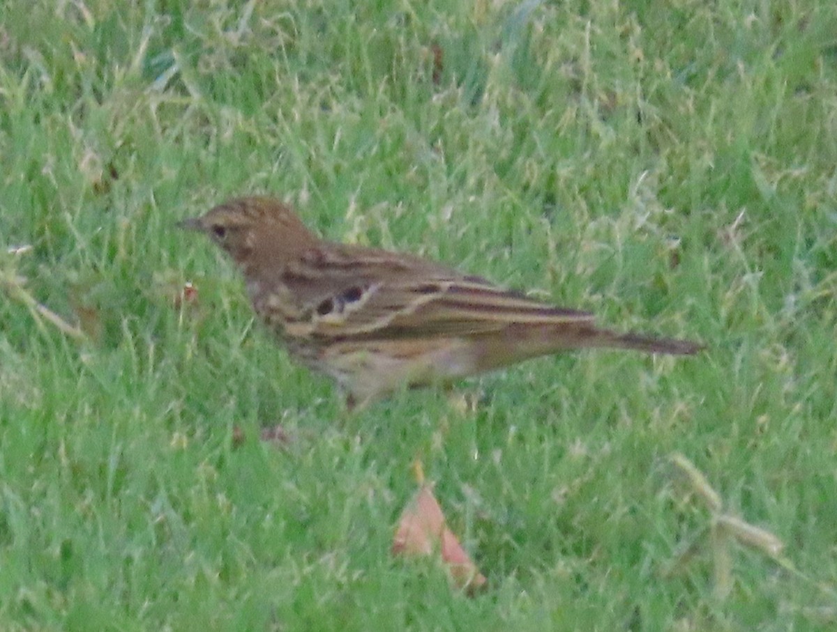 Tree Pipit - Ute Langner