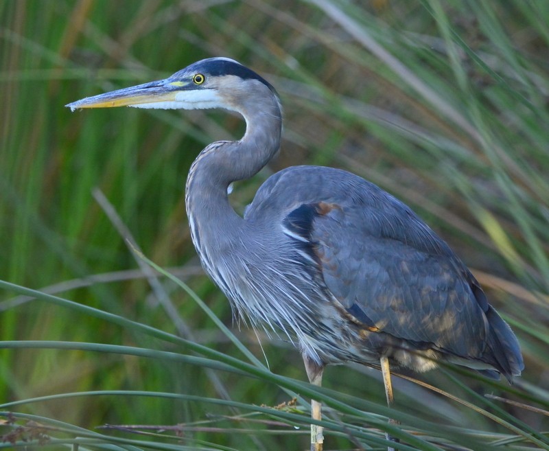 Great Blue Heron - ML481170211