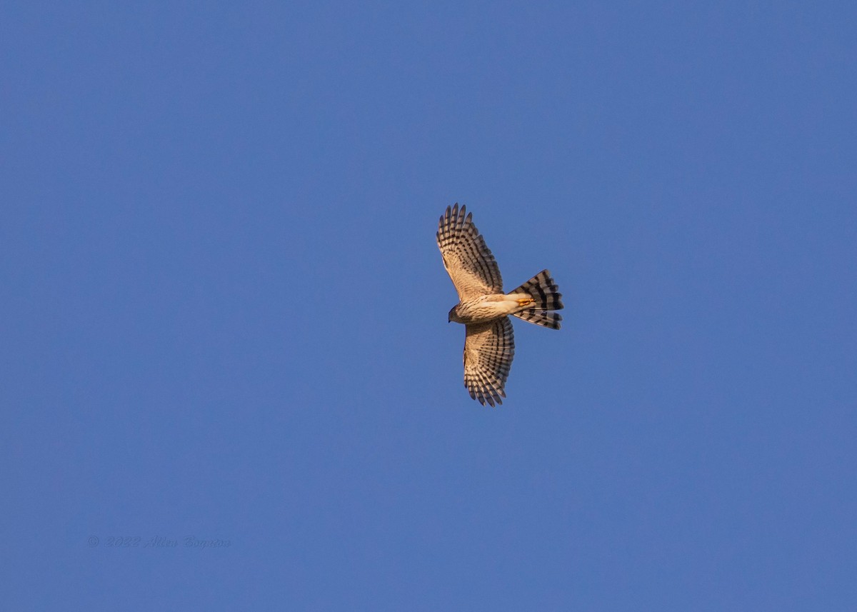 Sharp-shinned Hawk - ML481171451