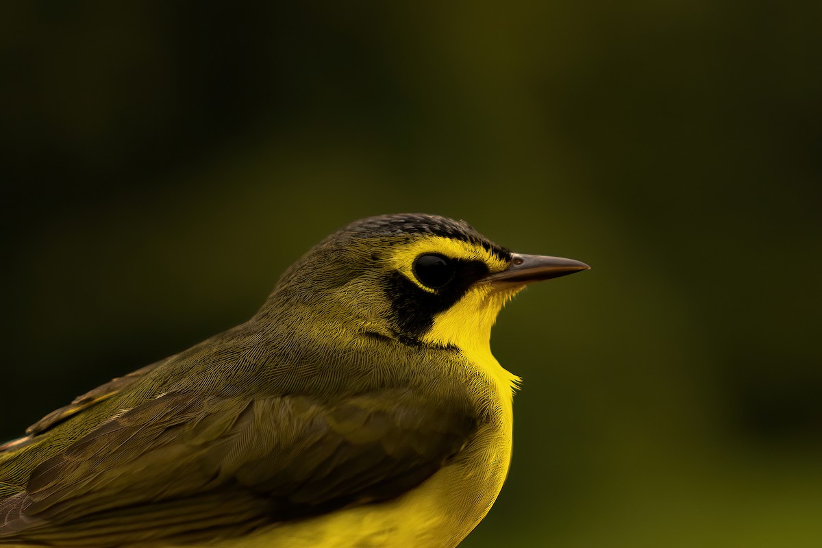 Kentucky Warbler - ML481171621