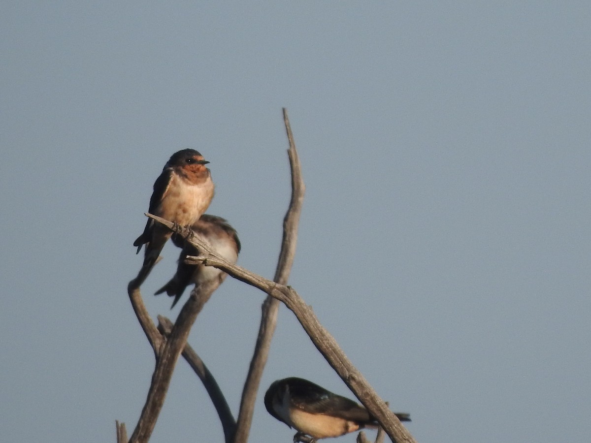 Barn Swallow - ML481171751